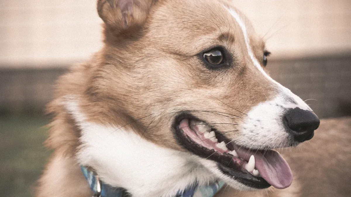 SpotOn vs Halo Collar Which Electronic Fence Is Best for Your Pet