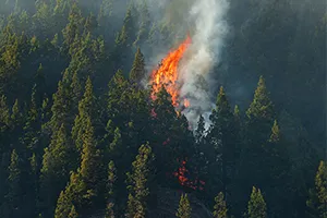 Forest Fire Prevention