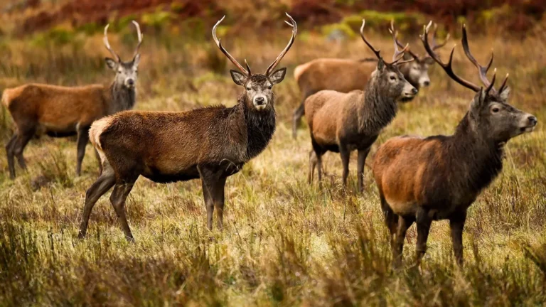 Beginner’s Guide to Using Thermal Imaging Monoculars for Wildlife