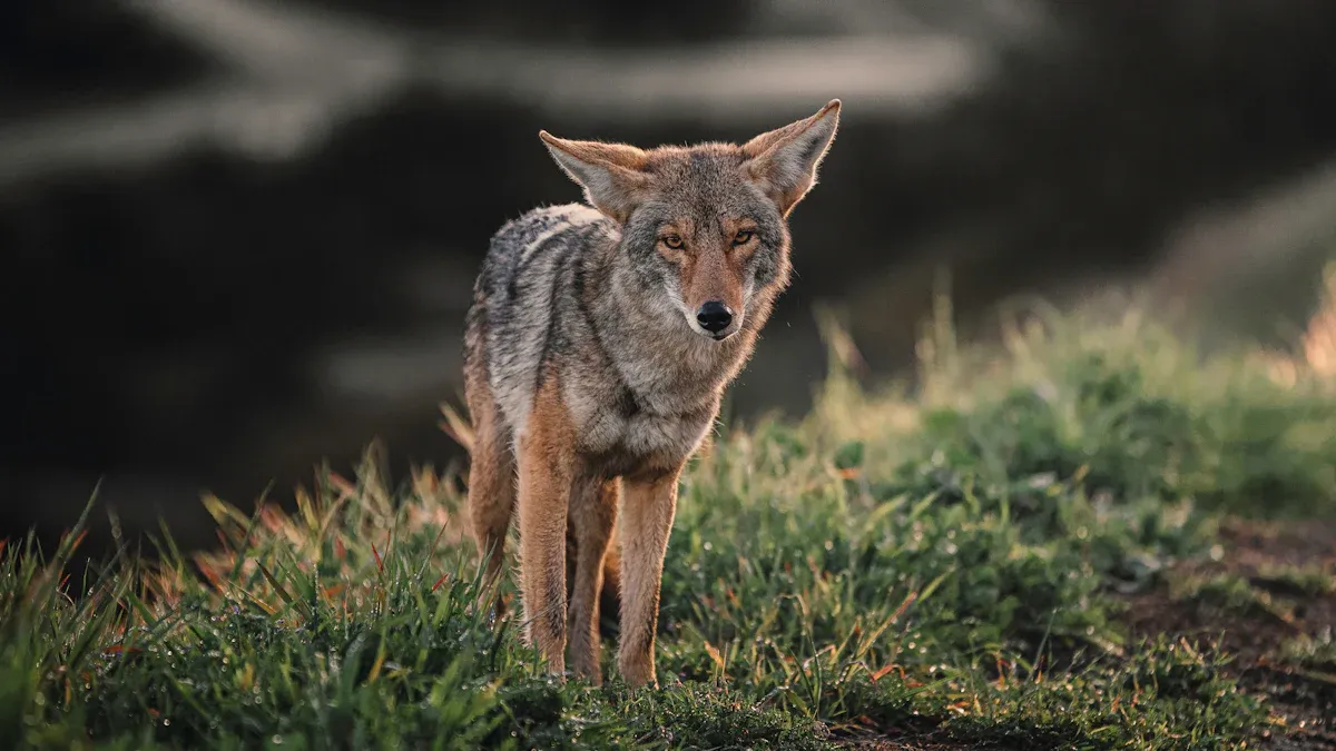 Best Thermal Monocular with LRF 640 for Coyote Hunting