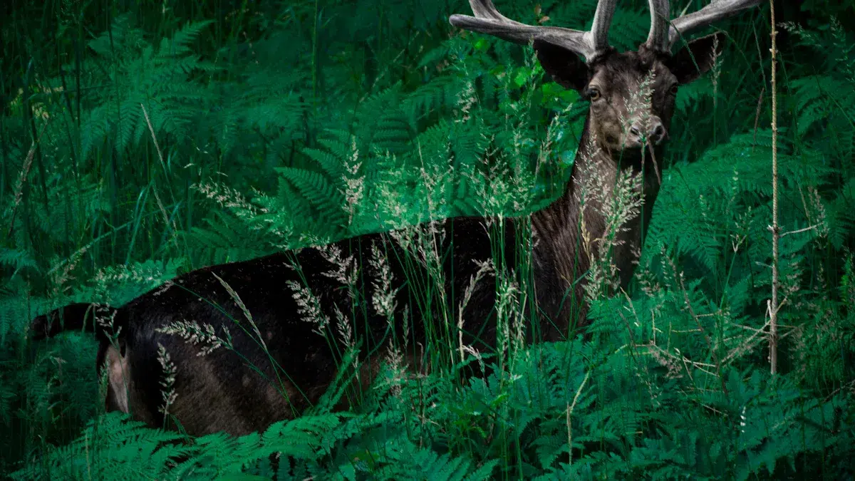 Why Choose Thermal Imaging for Wildlife Observation